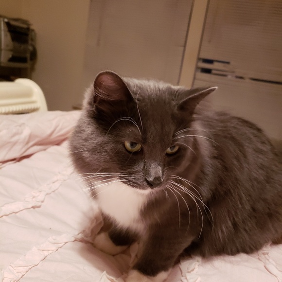 Meet your Posher, Rosann - Picture 4 of 5